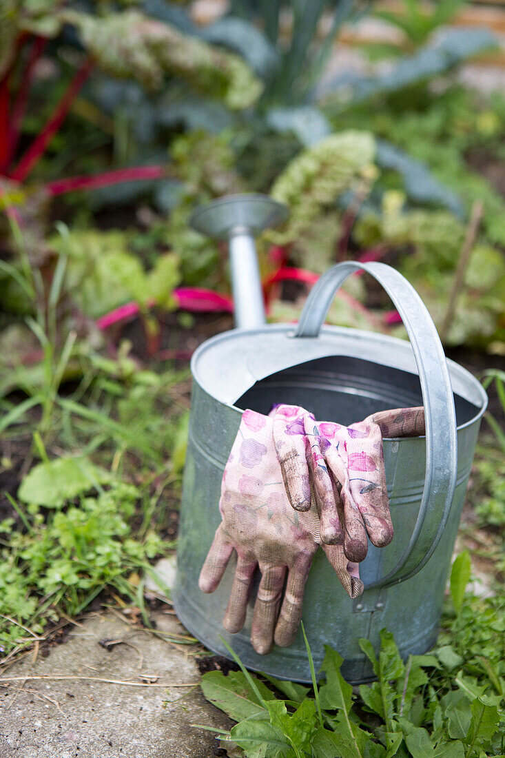 Watering can and gardening gloves on the garden path in front of the vegetable patch