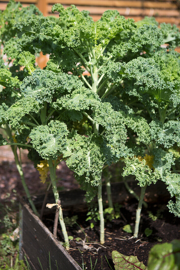 Grünkohl (Brassica oleracea) im Hochbeet im Garten