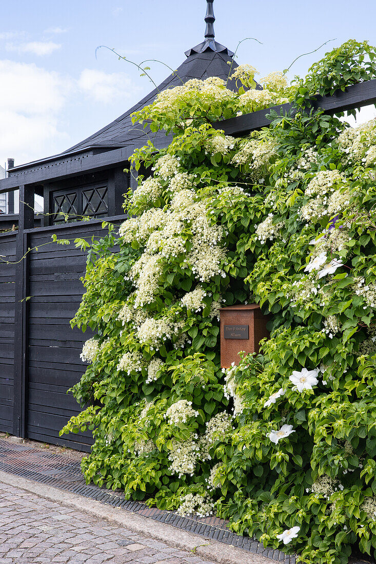 Exterior wall of a terrace with a climbing hydrangea