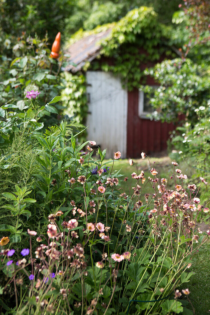 Verschiedene Blumen im Garten, im Hintergrund Gartenhäuschen