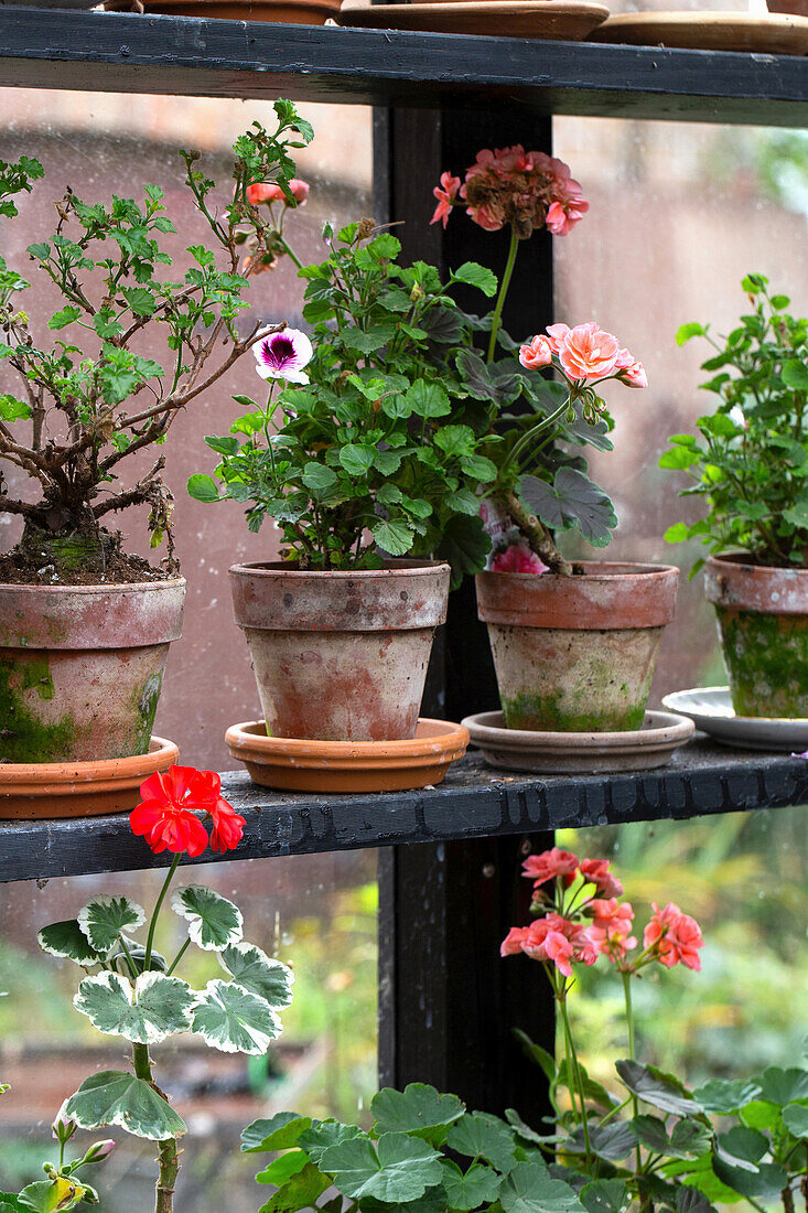 Geraniums in terracotta pots in the greenhouse