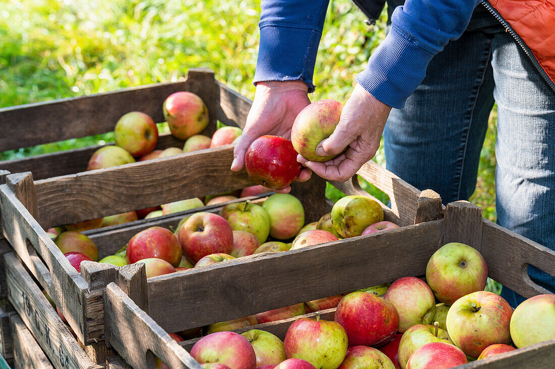 Hände sortieren Äpfel in einer Obstkiste bei der Apfelernte