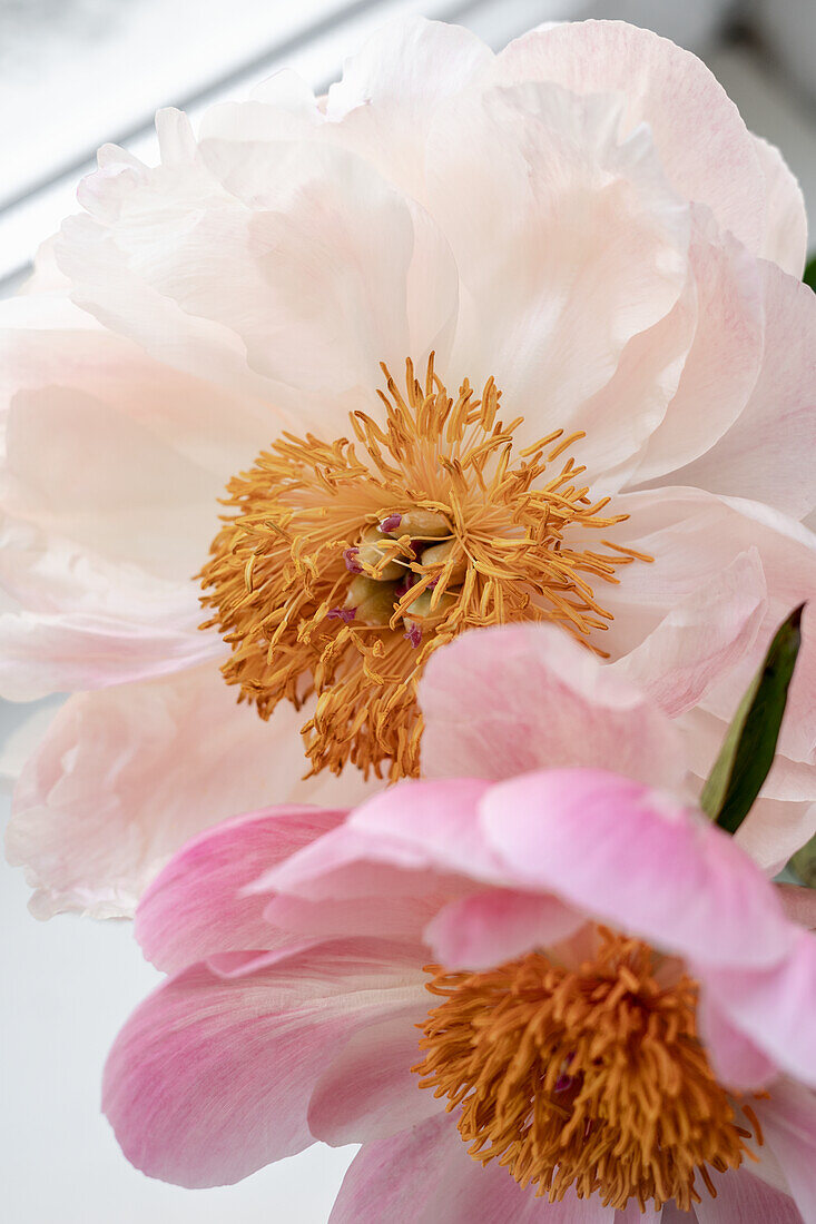 Pink peonies, flower portrait, (Paeonia)