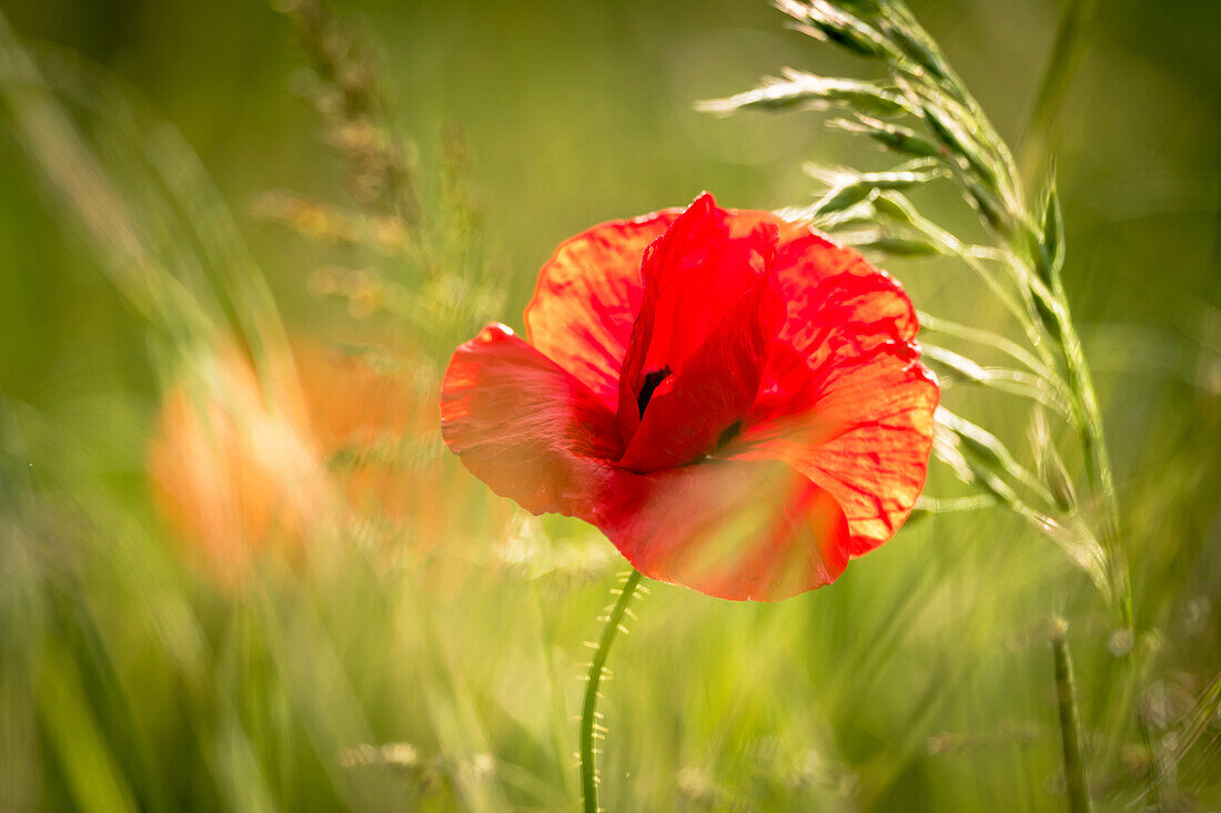 Red poppy surrounded by grasses