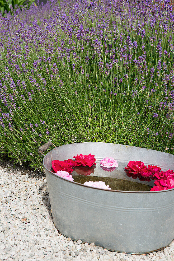Zinkwanne mit schwimmenden Blüten und blühender Lavendel im Innenhof