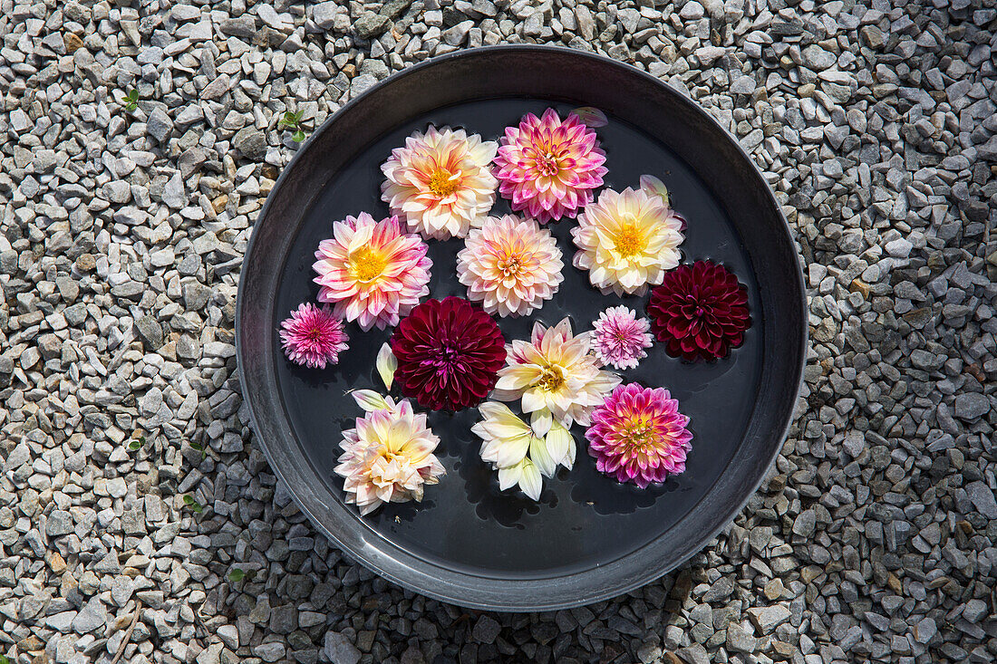 Water bowl with floating dahlia blossoms on gravel ground