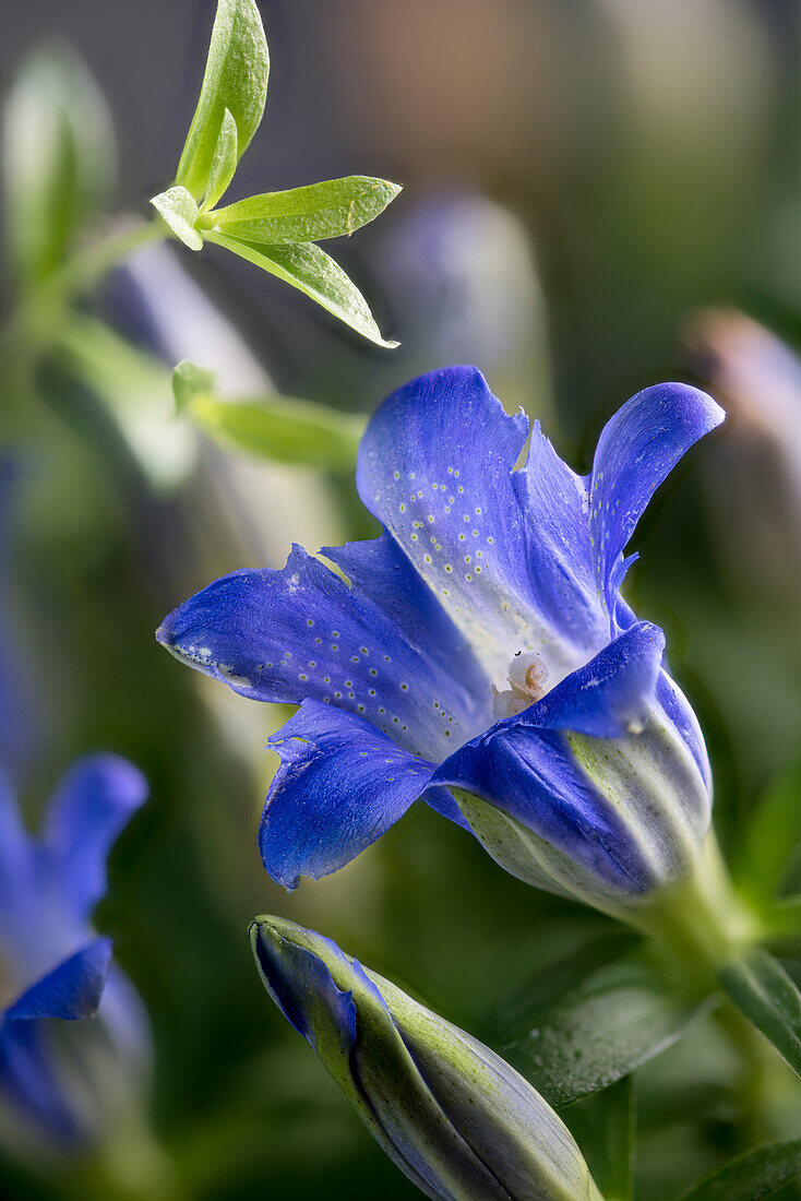 Flowers of Japanese gentian (Gentiana scabra)