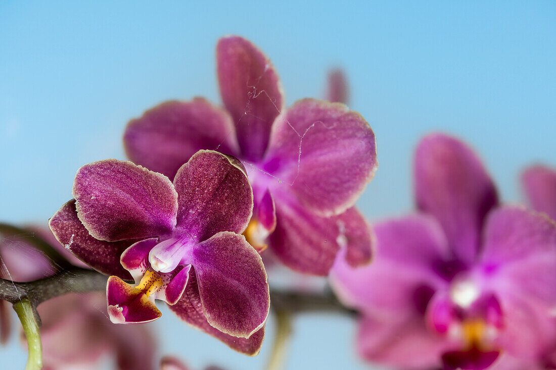 Flowering Malaysian Orchid (Phalaenopsis hybrid)