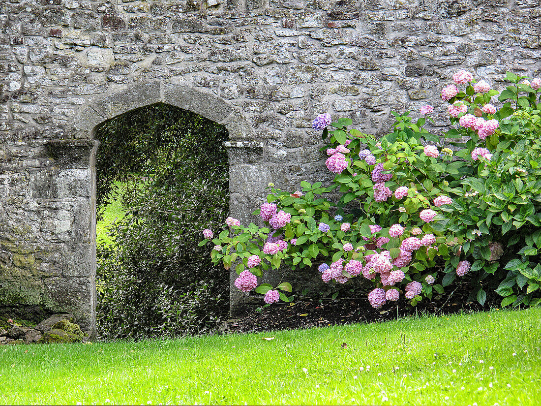 Hortensien vor Mauer, (Hydrangea)