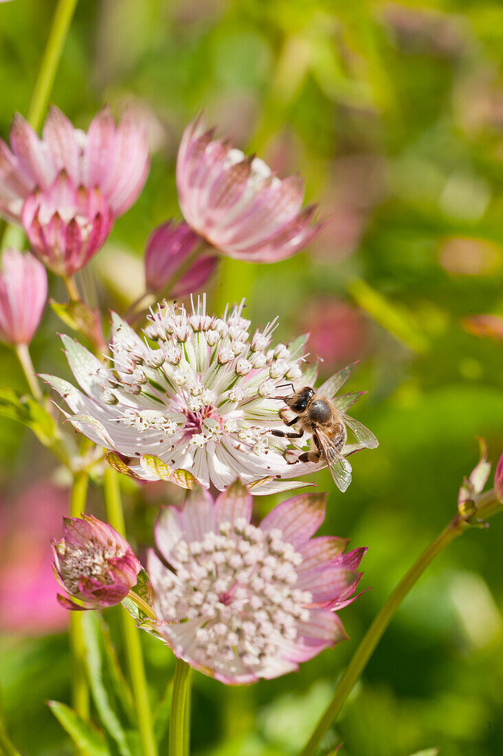 Sterndolde (Astrantia), Blütenportrait mit Biene in Wiese