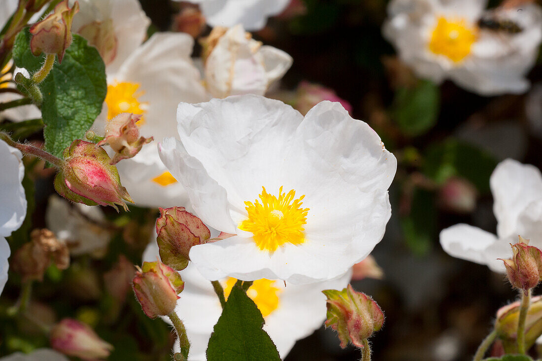 Sage leaved rock rose (Cistus Salviifolius), flowers in a flowerbed