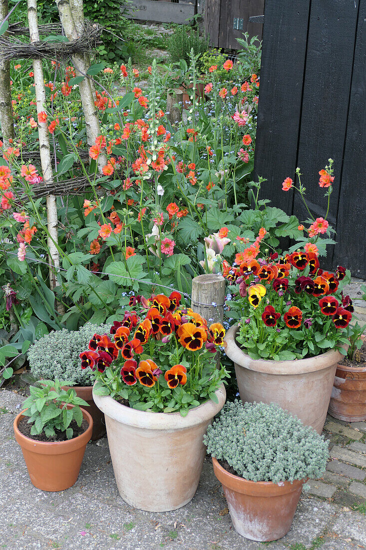 Pansies (Viola) and carnation root (Geum 'Coral Tempest') in flower pots