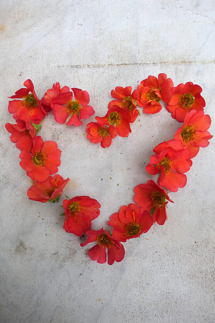 Heart made out of Avens flowers (Geum coccineum 'Lady Bradshaw')
