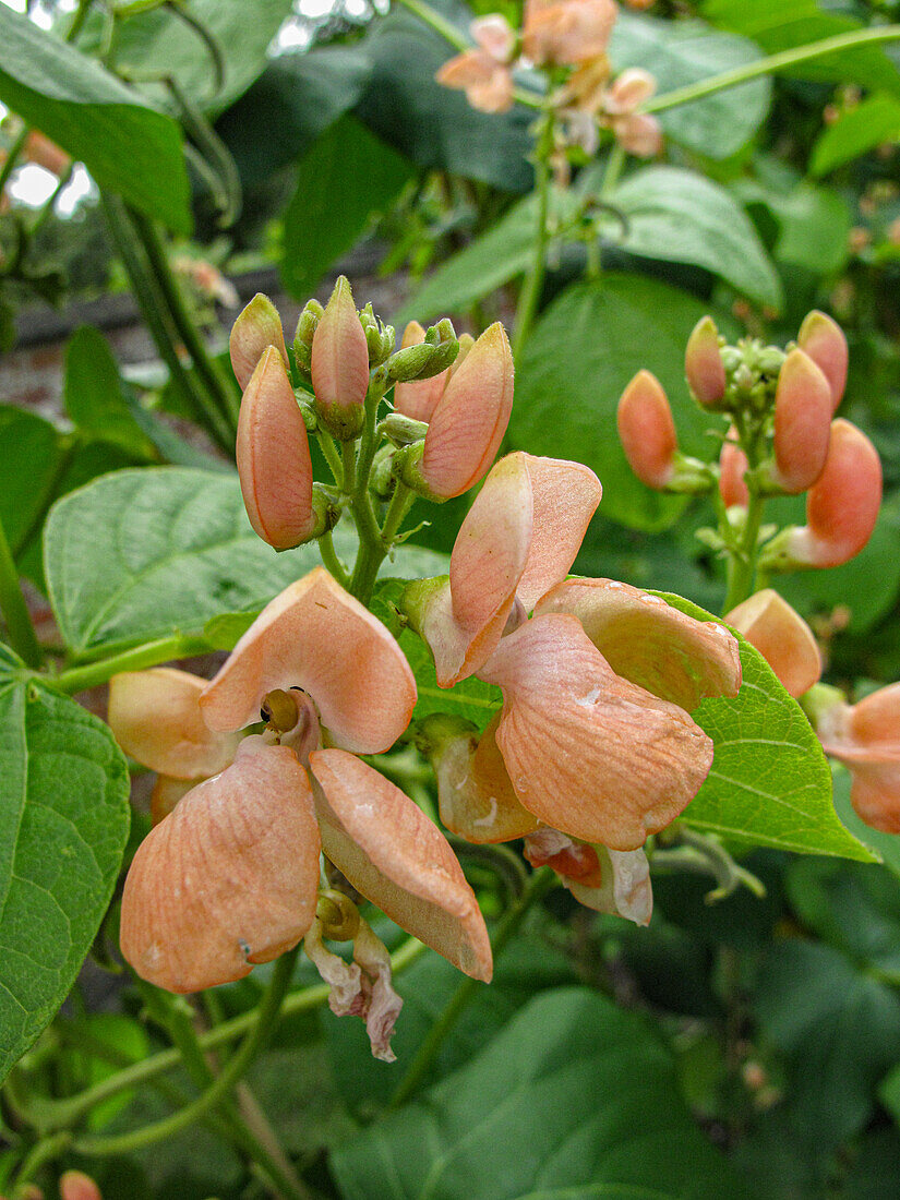 Blooming bean plant