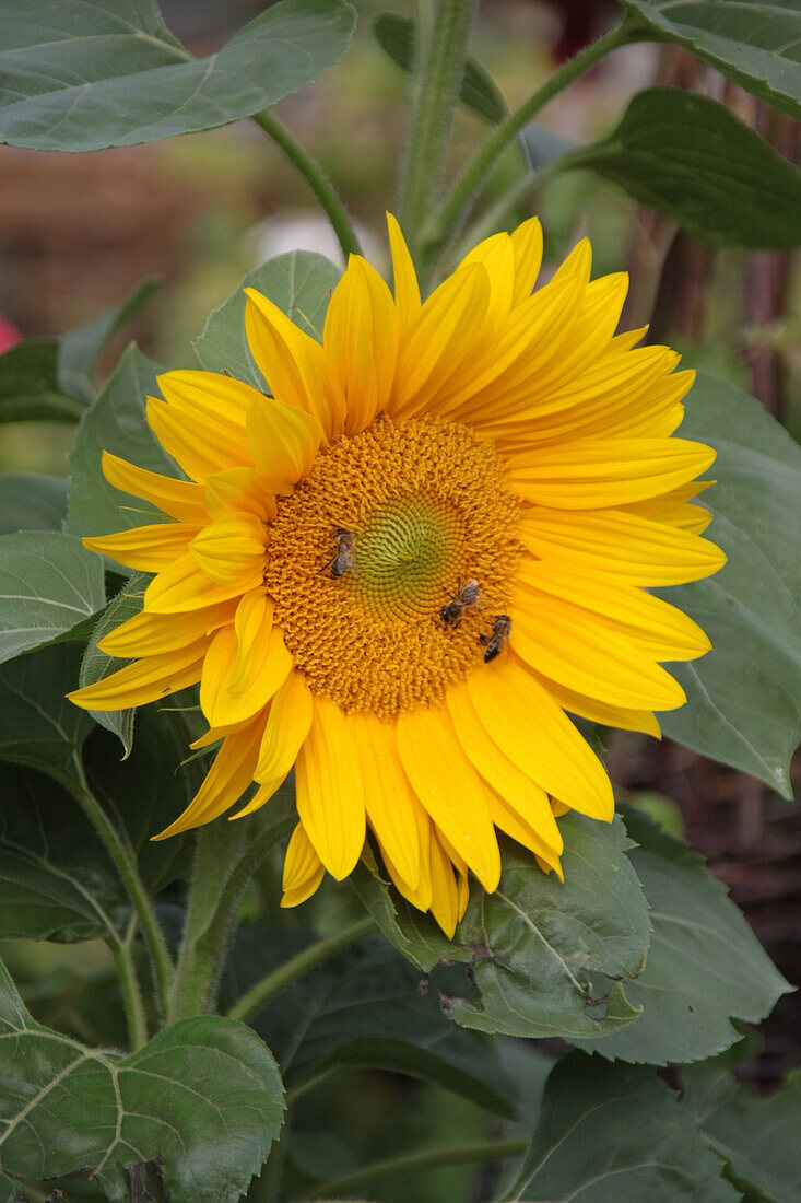 Bees on a sunflower (Helianthus annuus)