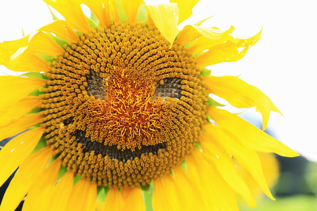 Sunflower with face