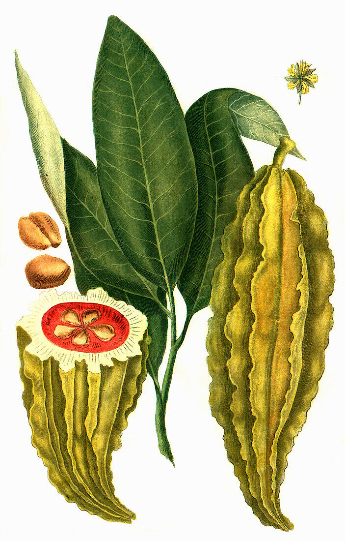 Theobroma cacao, cacao tree and the cocoa tree, Digitally retouched illustration