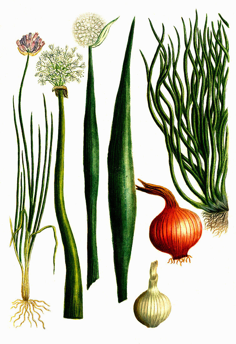 Various types of onion (Cepa alba, ascalonica, longa, sectilis), Digitally retouched illustration