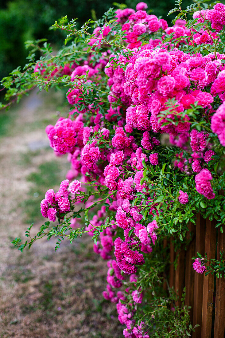 Pink climbing rose by the garden fence
