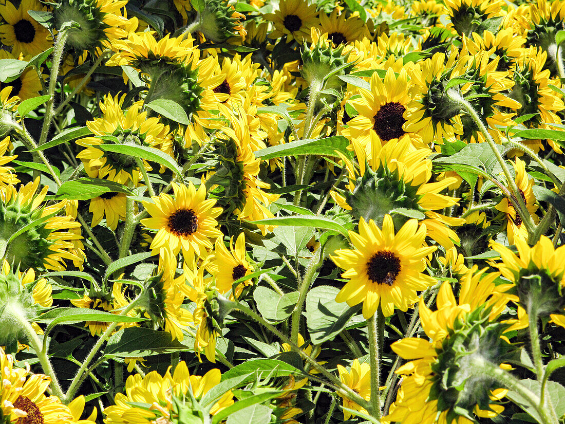 Flowering sunflowers in the field, (Helianthus annuus)