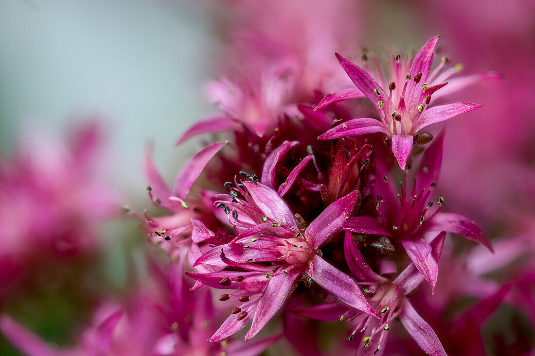 Blossoms of a sedum species (Sedum sp.), stonecrop