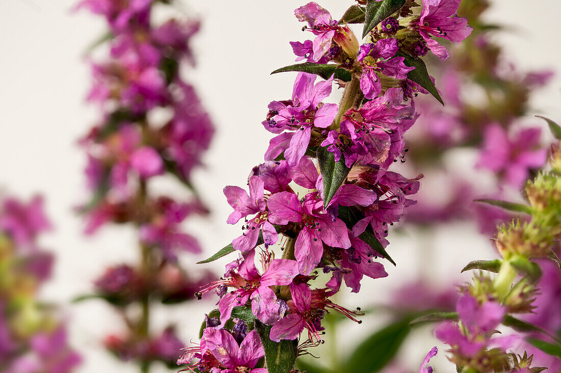 Common loosestrife (Lythrum salicaria), branch with flowers