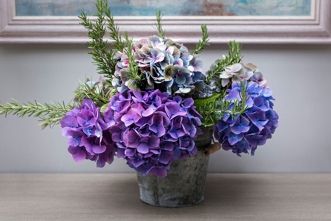 Purple hydrangeas in pot
