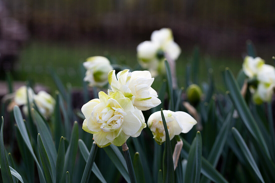 Creamy white daffodils 'Obdam', fragrant
