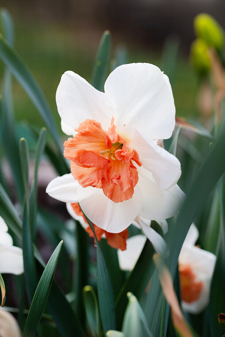 Daffodil 'Precocious', white-pink flowering