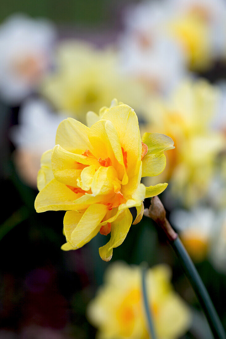 Double daffodil 'Tahiti', yellow-orange flowering