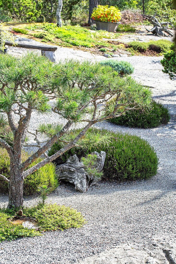 Low pine and heather with old tree root in the gravel patio