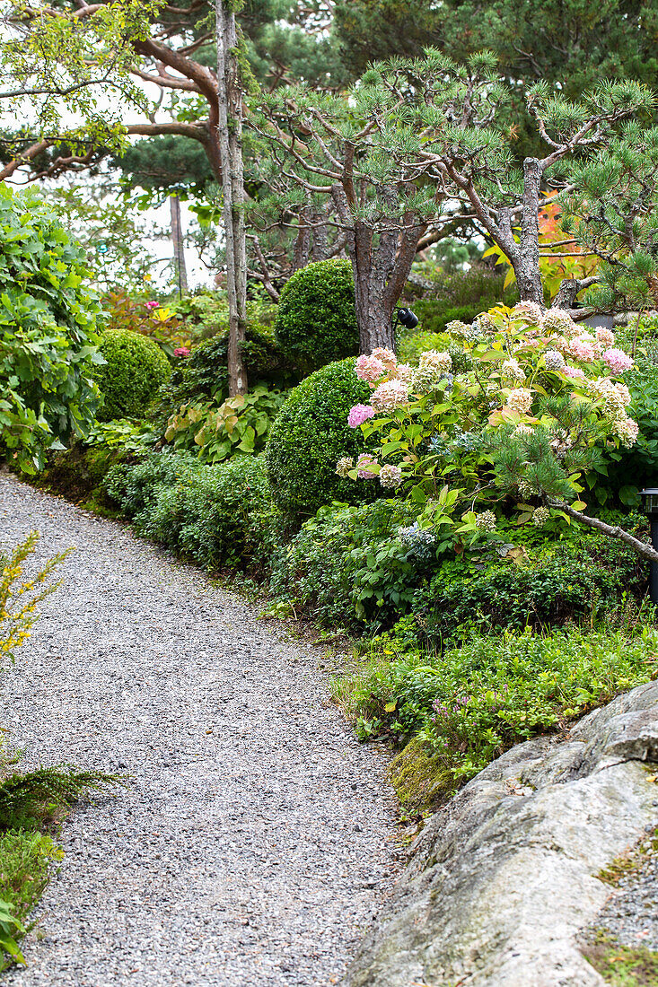 Garden path lined with boxwood, hydrangea, foamflower, and wild cranberries