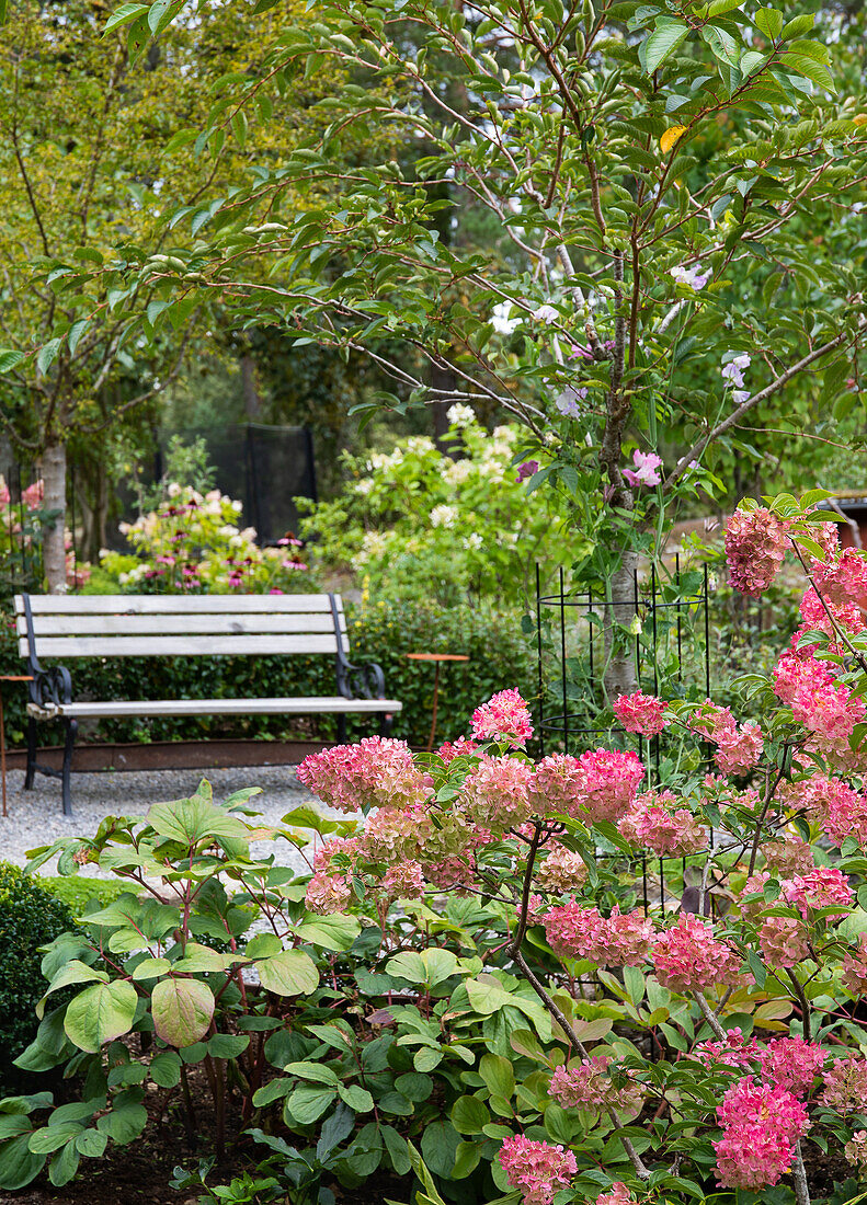 Rosa blühende Hortensien (Hydrangea), im Hintergrund Gartenplatz mit Bank