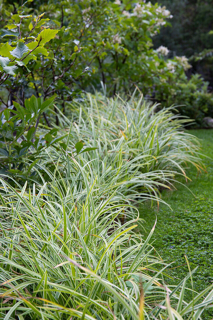 Japan-Segge 'Icedance' (Carex) als Randpflanze im Garten