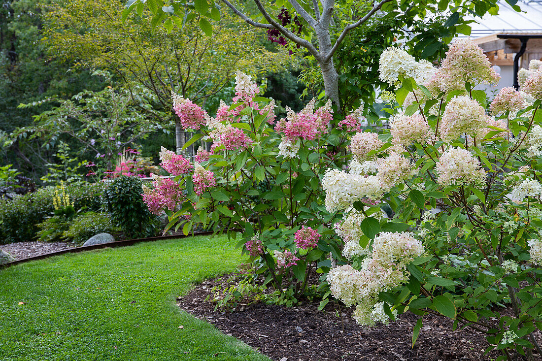 Rispenhortensie (Hydrangea Paniculata) 'Limelight' und Hortensie (Hydrangea) 'Pinky Winky' im Garten