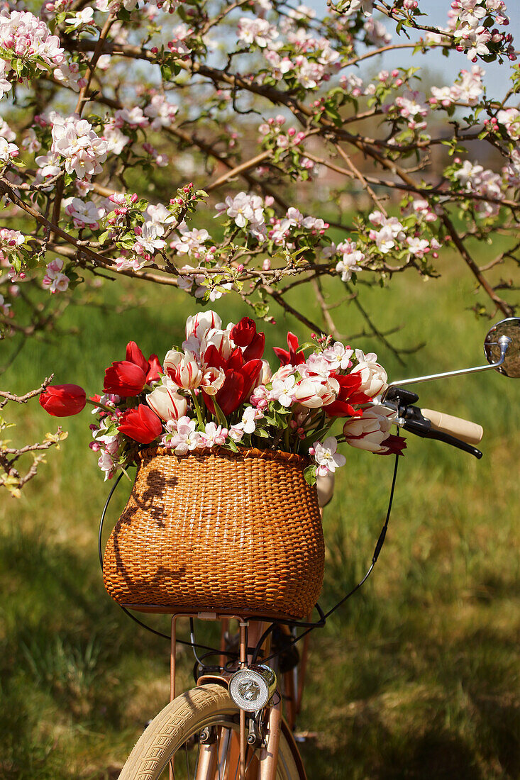 Bicycle with tulips and apple blossoms in a basket
