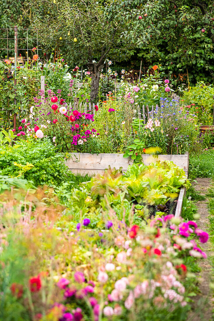 Bunte Blumenbeete im Garten