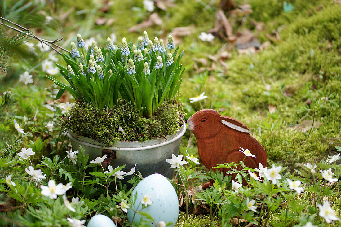 Grape hyacinths (Muscari) planted in saucepan and Easter decorations in garden