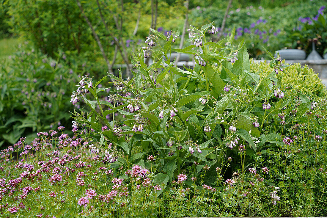 Beinwellpflanze (Symphytum officinale) im Nutzgarten