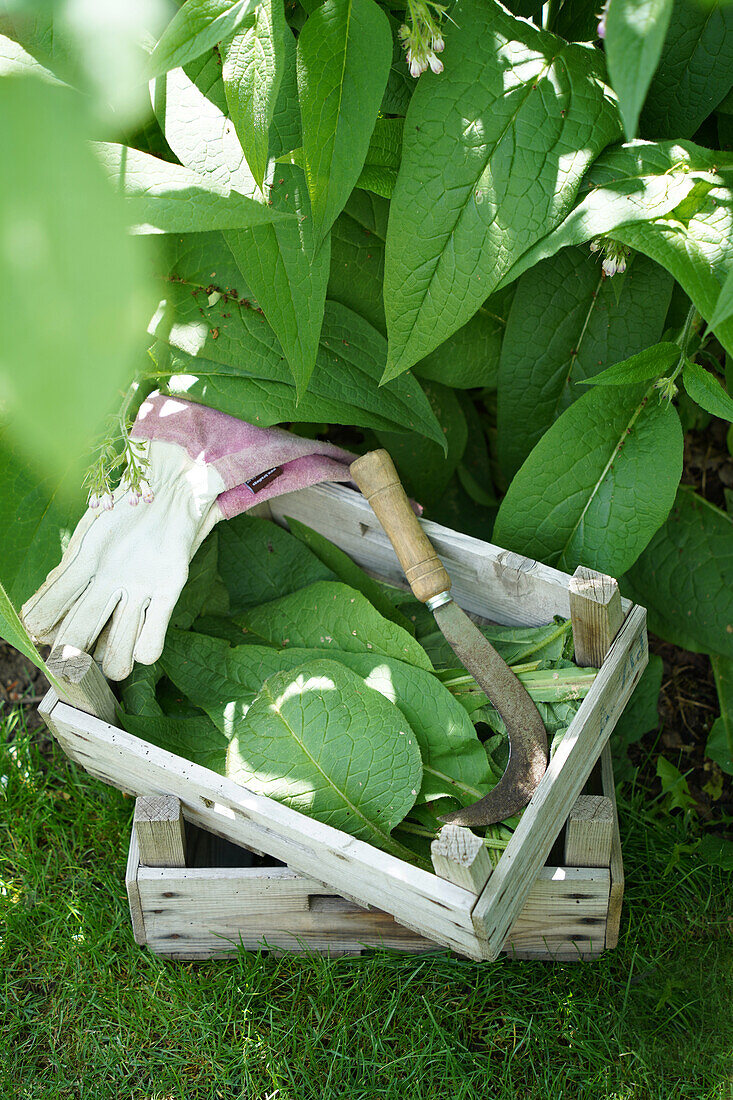 Harvest of comfrey leaves, sickle and gloves in wooden box