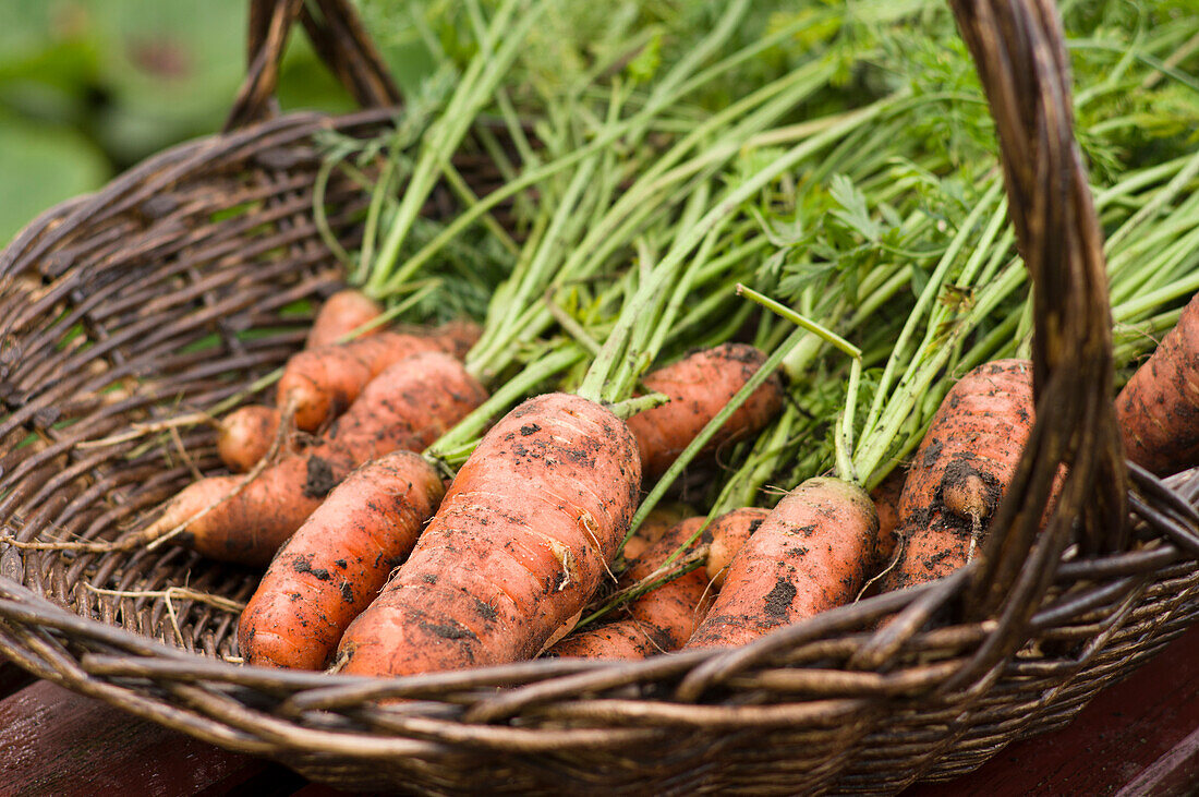 A basket of freshly harvested carrots