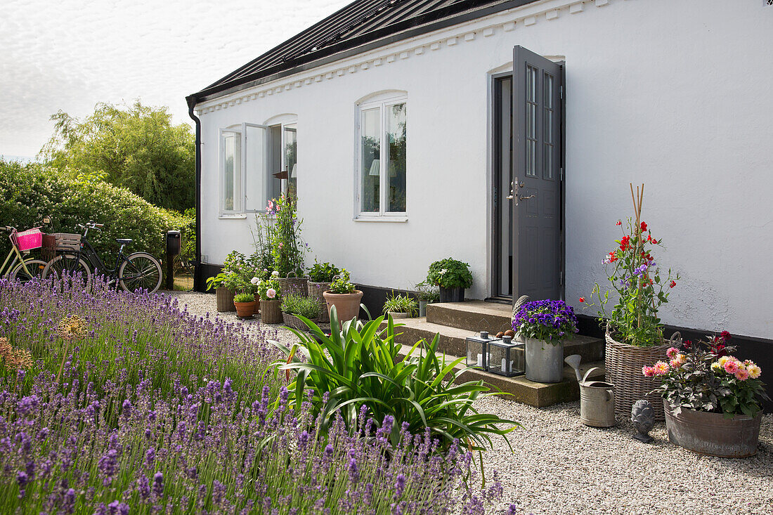 White painted house, lavender bed in front of it