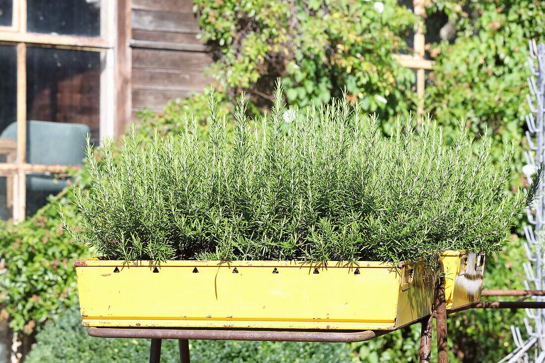 Rosemary in a planter box