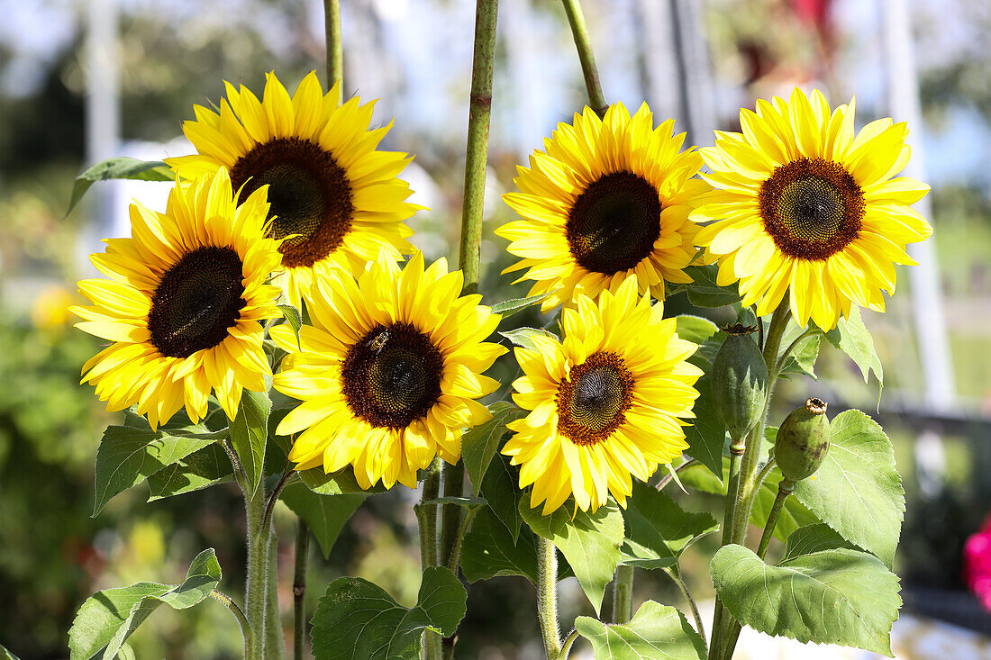 Bouquet of sunflowers and poppy capsules in milk cans