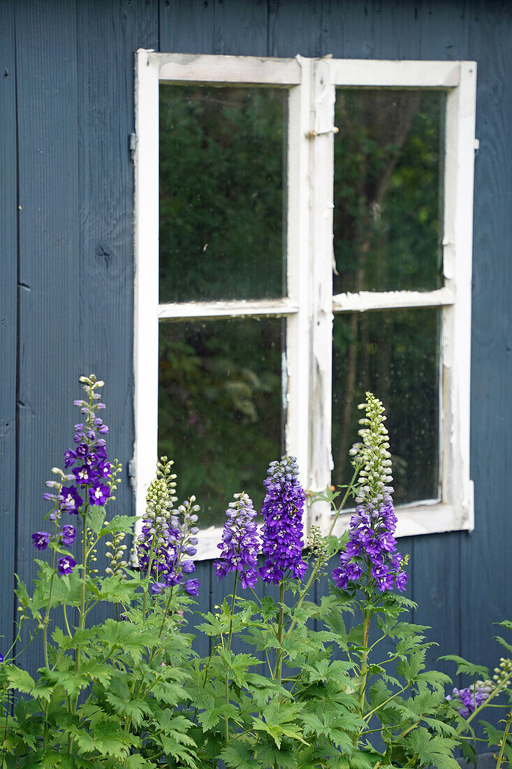 Delphinium in front of a blue-painted wooden house (Delphinium)