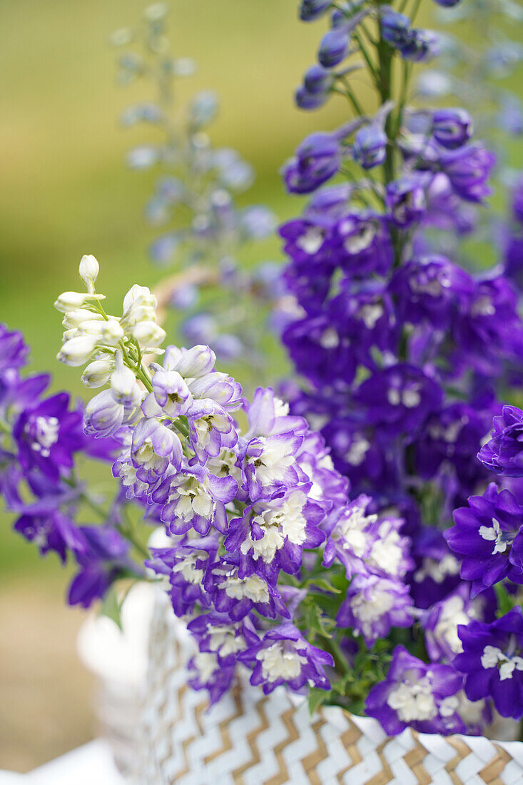 Blooming delphinium in a woven basket