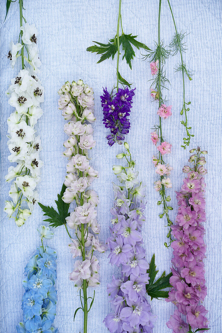 Delphinium in different colors