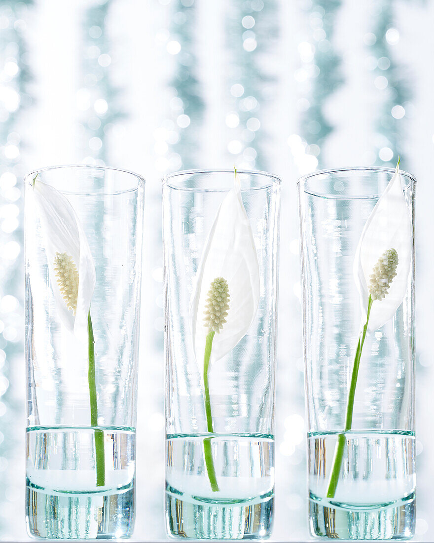 Einblatt (Spathiphyllum) im Glas