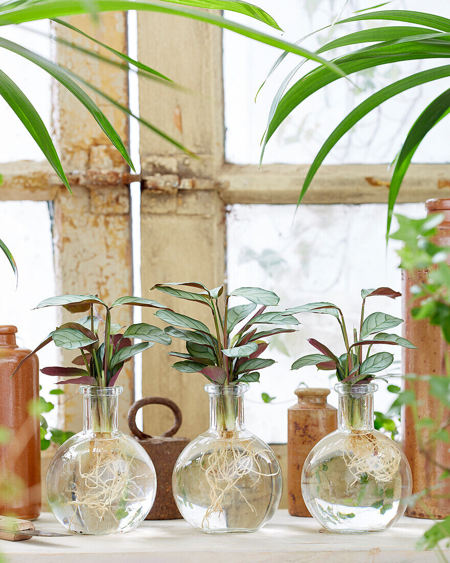 Calathea in glass vases