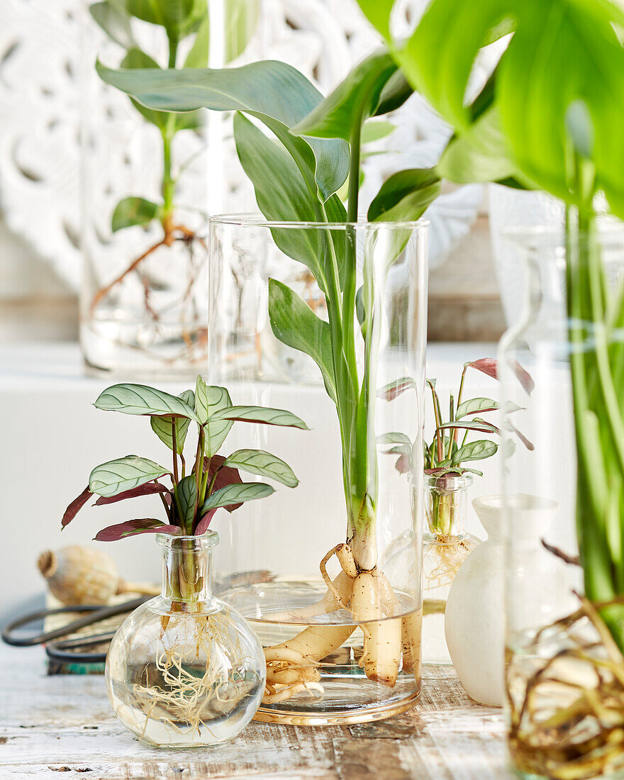 Pflanzen in Glasvasen